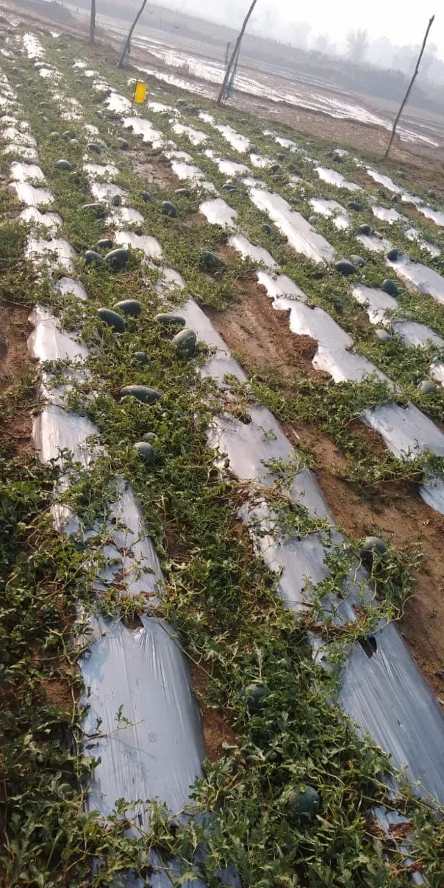 1 लाख रुपये कर्ज लेकर शिक्षित बेरोजगार संतोष ने की थी तरबूज की खेती, लॉकडाउन व बेमौसम बरसात ने तोड़ी कमर, पूंजी डूबने से आहत किसान का छलका दर्द