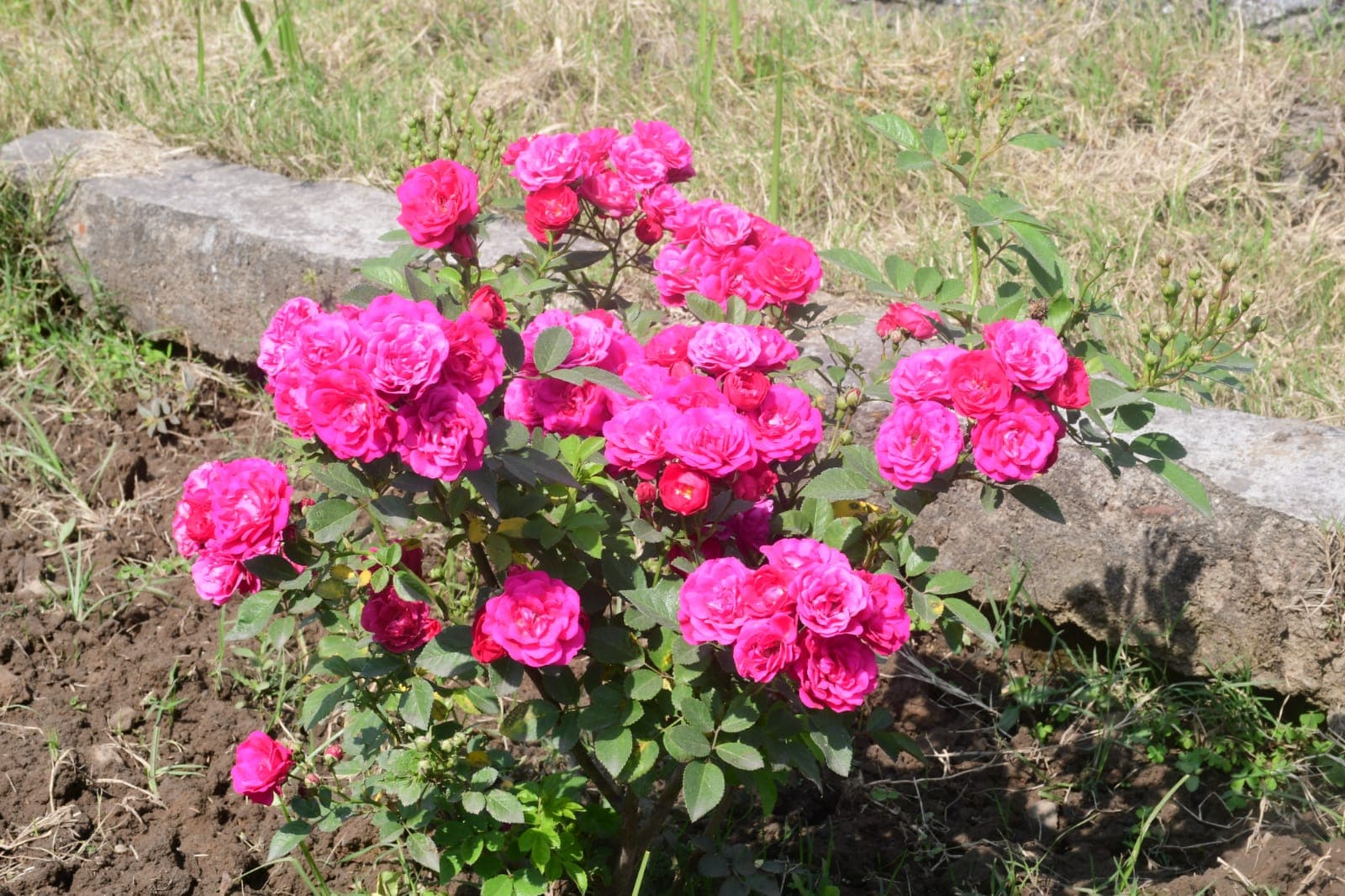 वसंत पंचमी से पहले रंग बिरंगे फूलों से लहलहाया बोकारो, 300 वेराइटी के 25 हजार से ज्यादा खिले सिजनल फूल