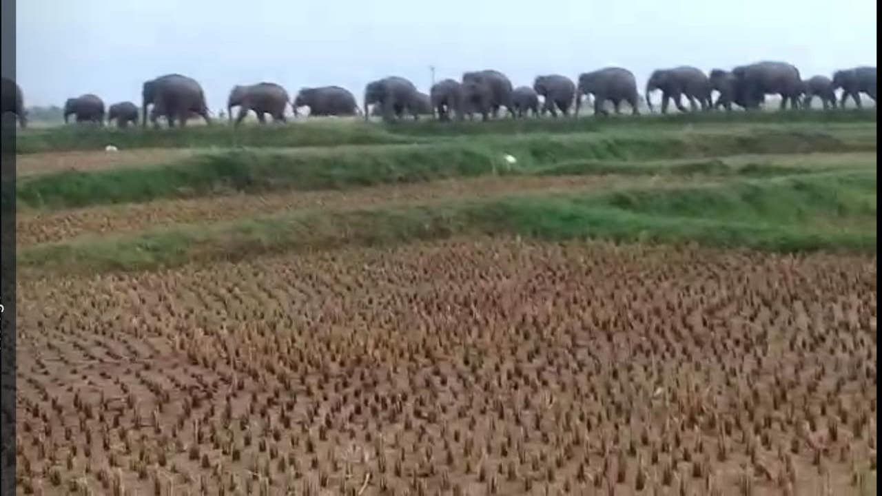 Jharkhand News: हाथियों का आतंक ऐसा कि झारखंड के एक गांव में रतजगा करने पर मजबूर हैं ग्रामीण