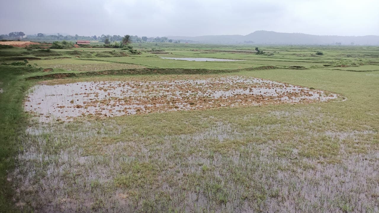 दशकों बाद रोहिणी नक्षत्र में भारी बारिश, आद्रा नक्षत्र में शुरू नहीं हुई धनरोपनी, खेती में नुकसान की आशंका से बढ़ी किसानों की चिंता