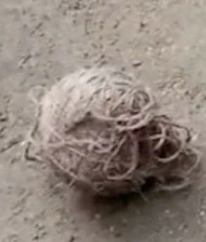 चुनाव बाद भी बीरभूम में हिंसा जारी, बम बांधने के दौरान विस्फोट, व्यक्ति का हाथ उड़ा