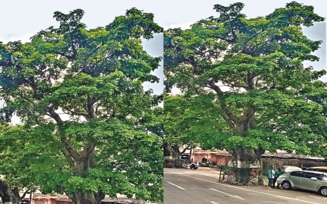 मैं जिंदगी हूं...मुझे मत काटो, झारखंड की राजधानी बनने के बाद यहां काटे गये 20 हजार पेड़