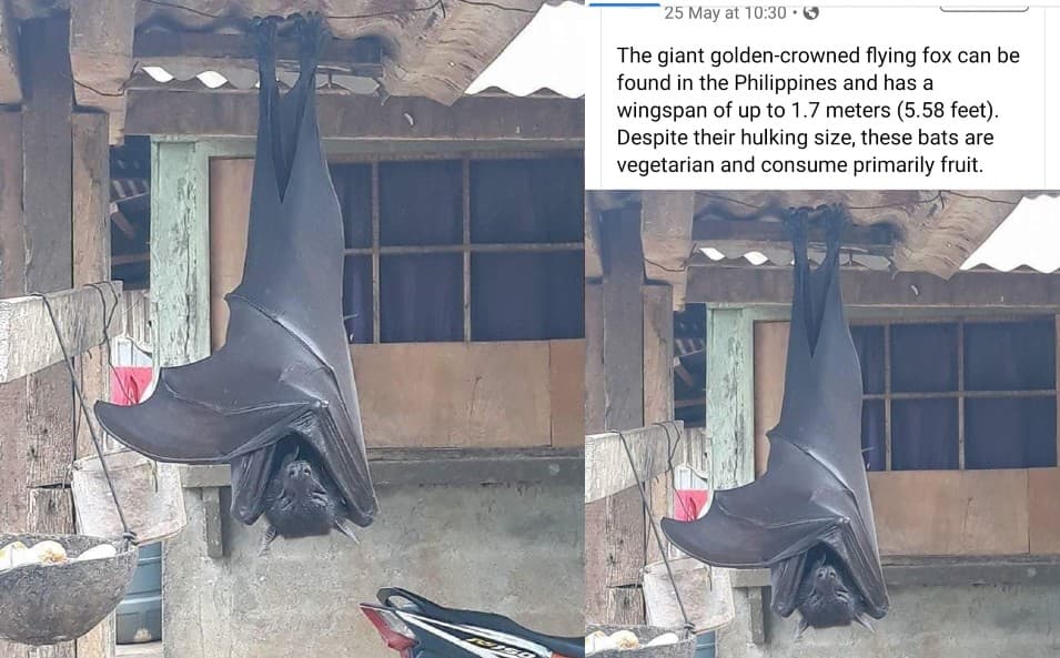 मानव जैसी आकृति के चमगादड़ की तस्वीर हो रही है वायरल, जानिए पूरा माजरा