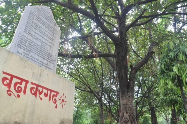 Azadi ka Amrit Mahotsav: प्रथम स्वतंत्रता आंदोलन के गवाह बूढ़ा बरगद पर 133 क्रांतिकारियों को हुई थी फांसी