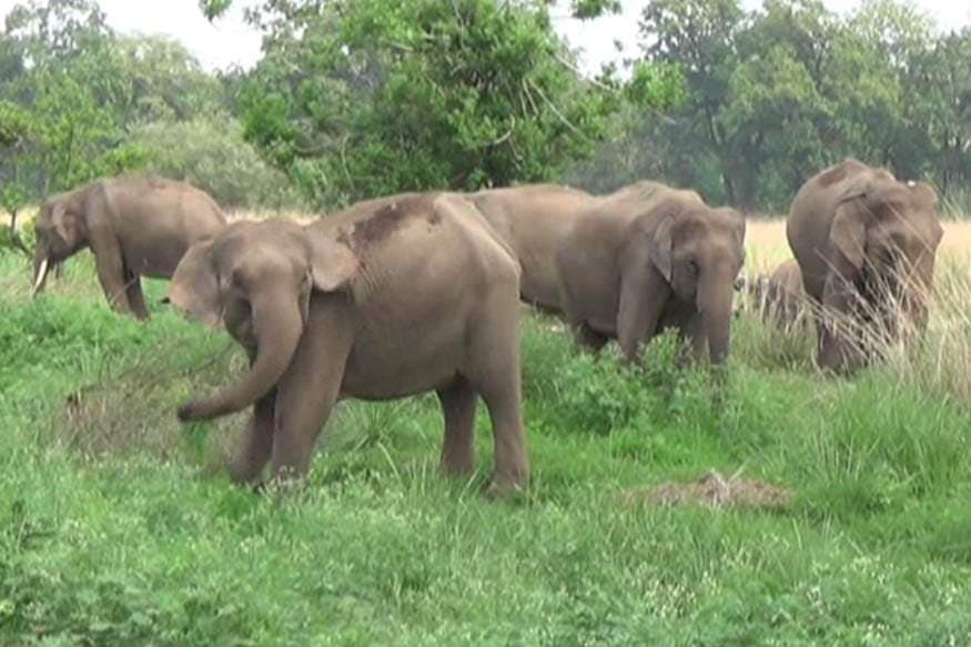 लोहरदगा में जंगली हाथियों का आतंक, इन इलाकों में अगले आदेश तक धारा-144 लागू