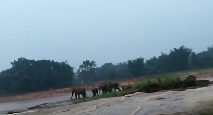 Elephant In Jharkhand : थम नहीं रहा हाथियों का आतंक, वन विभाग के अधिकारियों से पीड़ितों ने की मुआवजे की मांग, ग्रामीणों ने किया हाथी भगाओ दल बुलाने का आग्रह