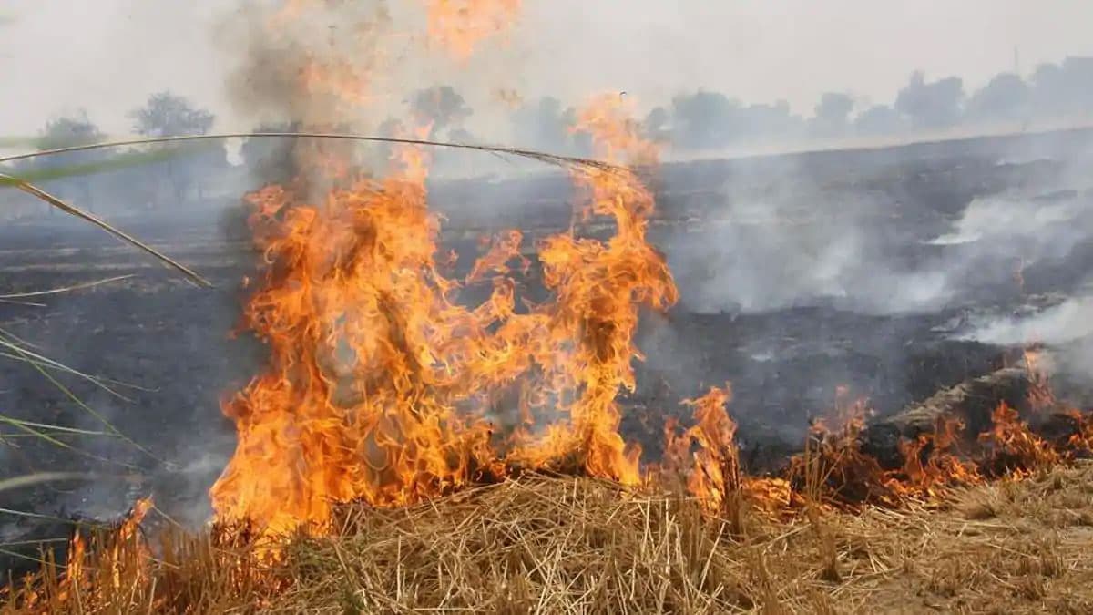बिहार में पराली जलाते पकड़े गये सीवान के 13 किसानों को कृषि विभाग ने किया ब्लैक लिस्टेड