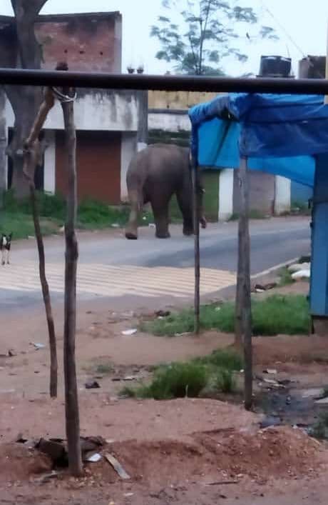 रांची के बुढ़मू में हाथियों का आतंक जारी, जंगली हाथी ने दो लोगों को पटक कर मार डाला, ग्रामीण बैठे धरने पर