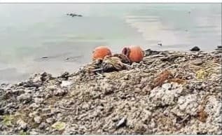 Bihar: चौसा श्मशान घाट पर लाशों की लगी लंबी कतार, गंगा नदी में एक साथ बहते दिखे चार शव