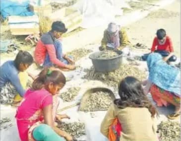 Prabhat Khabar EXCLUSIVE : बिहार के इस शहर में सूखी मछली का हो रहा कारोबार, सैकड़ों परिवारों को मिल रहा रोजगार