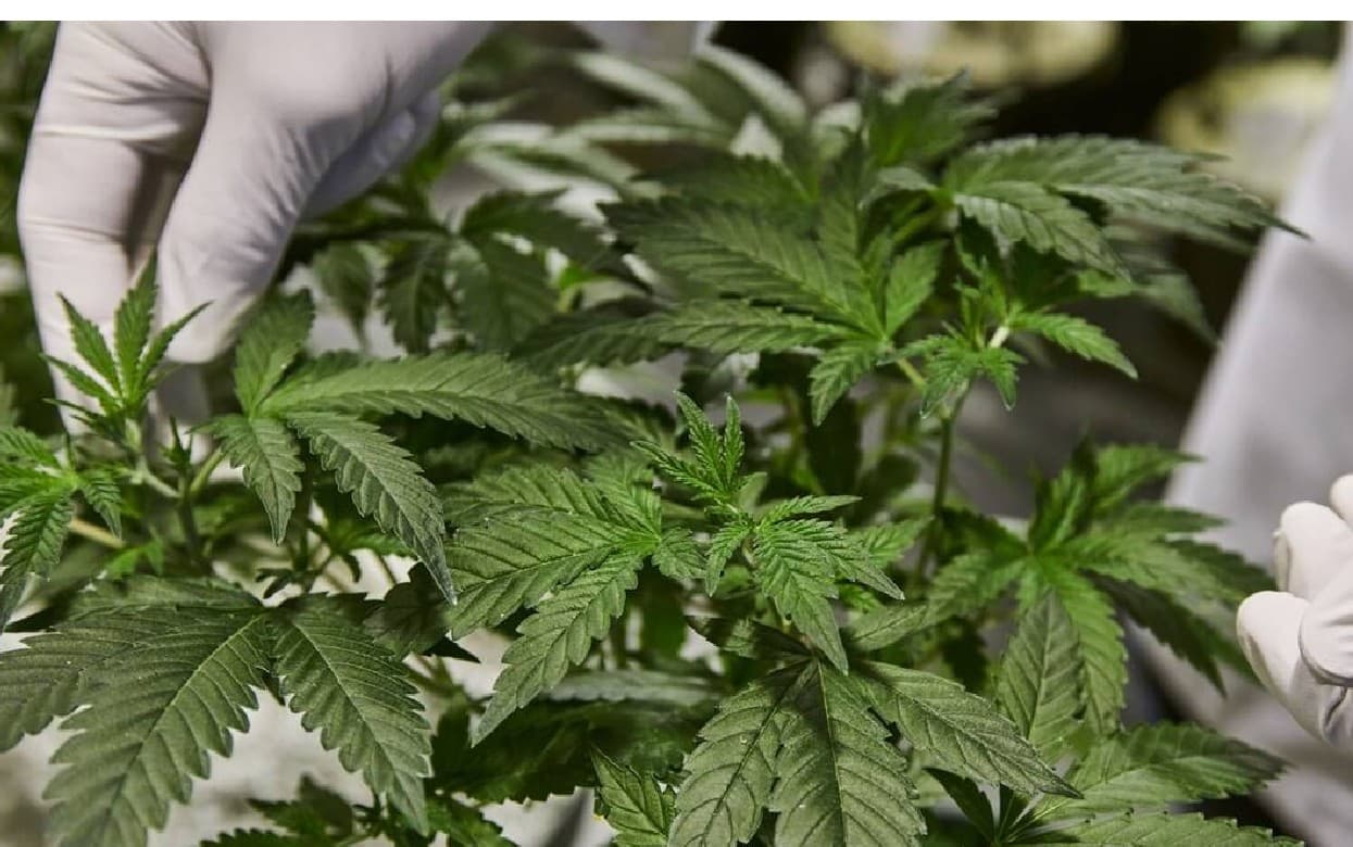 Coronavirus: भांग से होगा कोरोना का इलाज ? कैनबिस कंपाउंड COVID-19 को रोकने में है कारगर, जानें