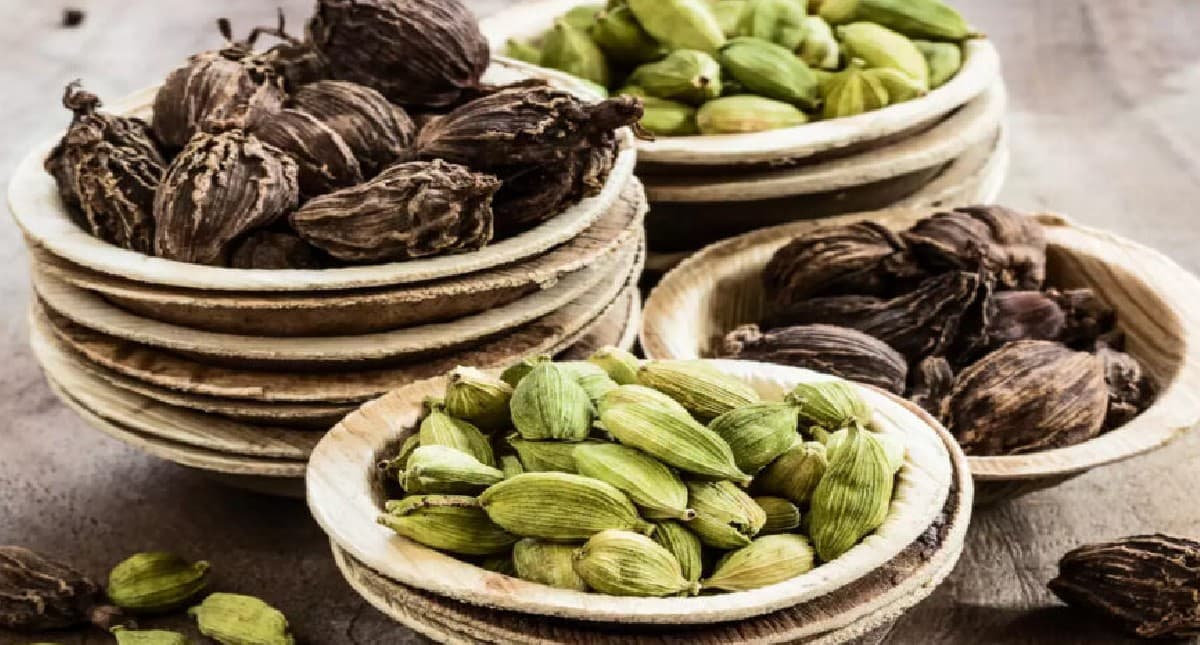 Green And Black Cardamom: हरी और काली इलायची में क्या अंतर है? अलग-अलग व्यंजनों में इनका उपयोग जानें
