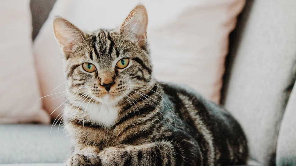 International Cat Day 2023 मिस्र में आखिर क्यों पूजा जाता था बिल्लियों को, जानें इस दिन का इतिहास व महत्व