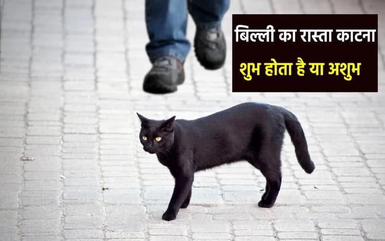 Jyotish Vidhya: बिल्ली का रास्ता काटना मानते हैं अशुभ, तो ये बातें आपको कर सकती है हैरान