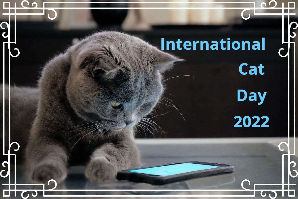 International Cat Day के मौके पर YouTube ने फीचर किये ये खास Videos, आप भी देखें और मजे लें