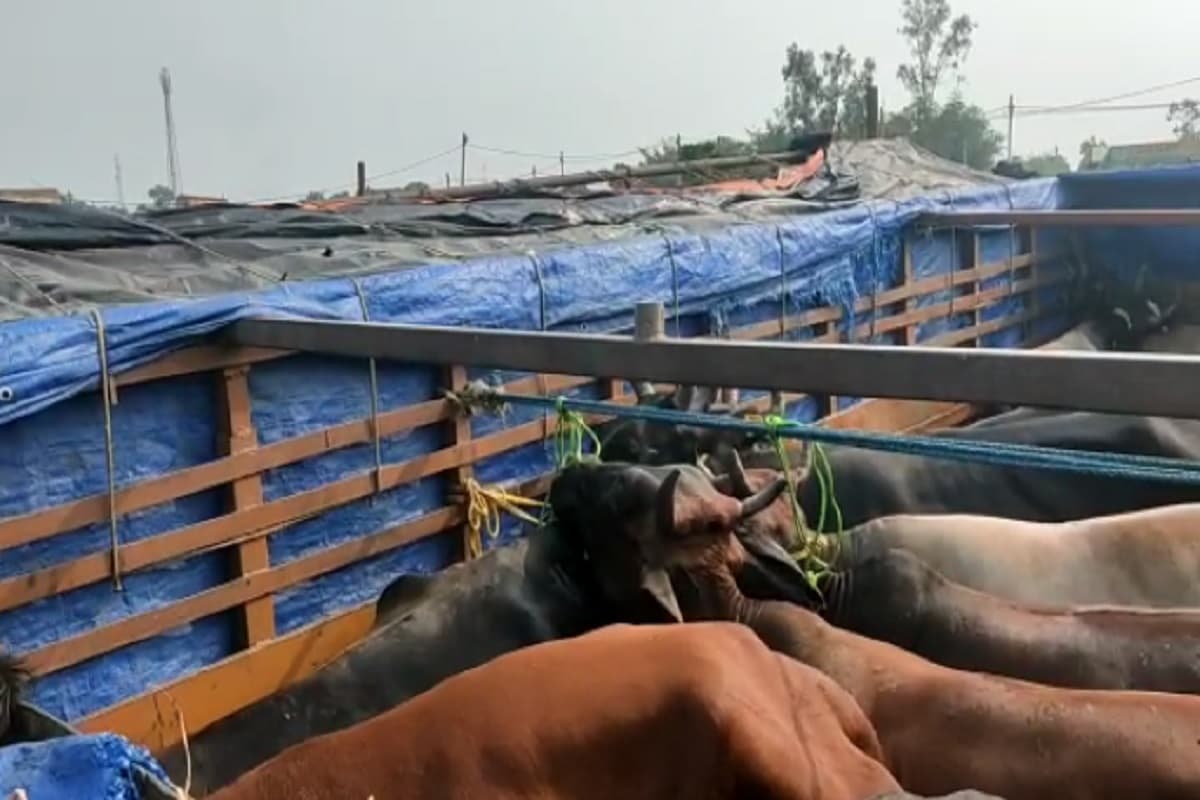 Jharkhand Crime News: धनबाद में 10 मवेशी लदे ट्रक को पुलिस ने पकड़ा, दर्जन भर लोग हिरासत में