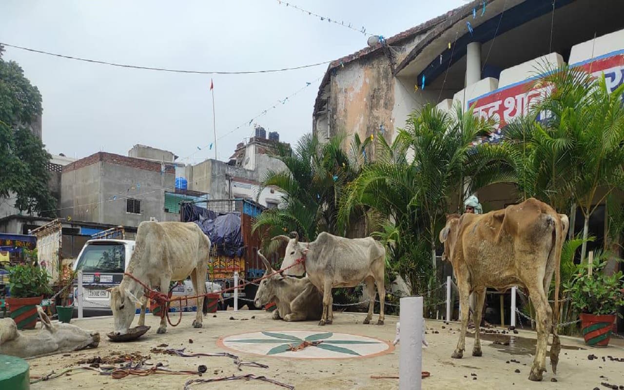 झारखंड: पशु तस्करी के खिलाफ कार्रवाई, 6 तस्करों को जेल, 10 मवेशी जब्त, किसानों को सौंपा