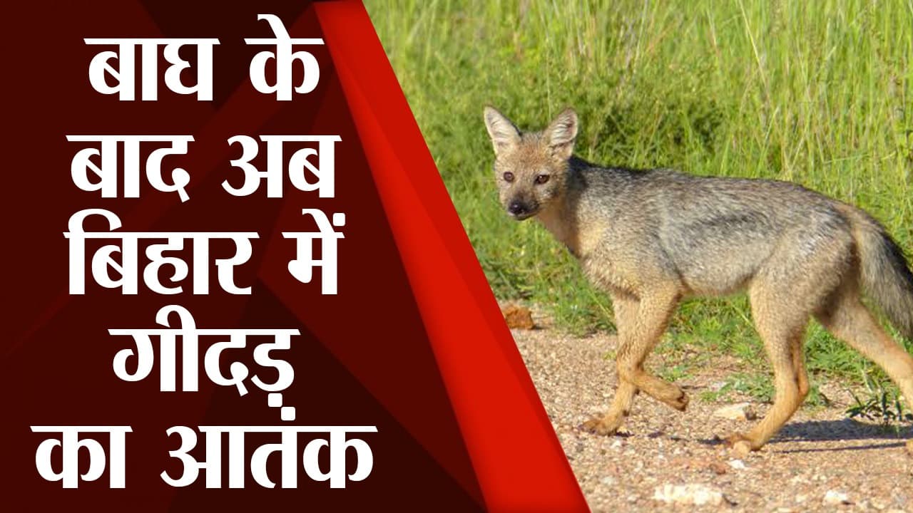 Jackal Attack: बाघ के बाद अब गीदड़ों का इस जिला में आतंक, एक दर्जन से ज्यादा लोगों को बनाया शिकार