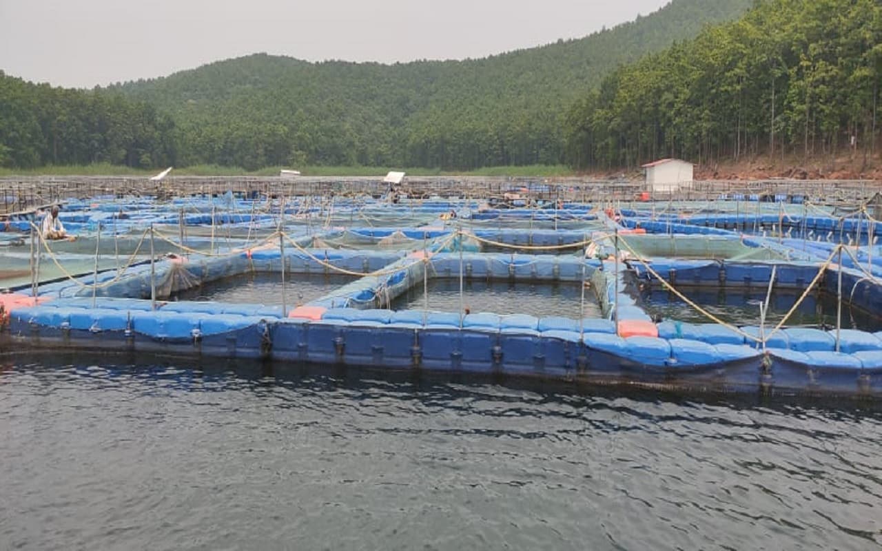 Jharkhand News : झारखंड के Chandil Dam में हो रही मोती की खेती, किसान ऐसे कमा सकते हैं 8 गुना मुनाफा