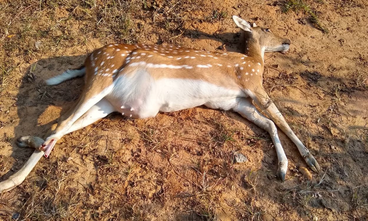 इटखोरी में वाहन की चपेट में आने से गर्भवती हिरण की हुई मौत, वन कर्मियों ने पोस्टमार्टम के लिए भेजा चतरा