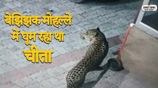 Lucknow News: तेंदुआ के डर से लखनऊ की गलियों में पसरा सन्नाटा, अब तक दो लोगों को बना चुका है निशाना