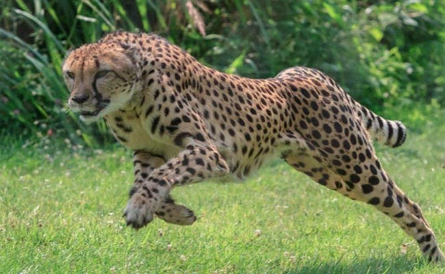 Cheetah: देशभर में चीतों की कई प्रजातियां, तेज रफ्तार के अलावा भी है कई खासियत