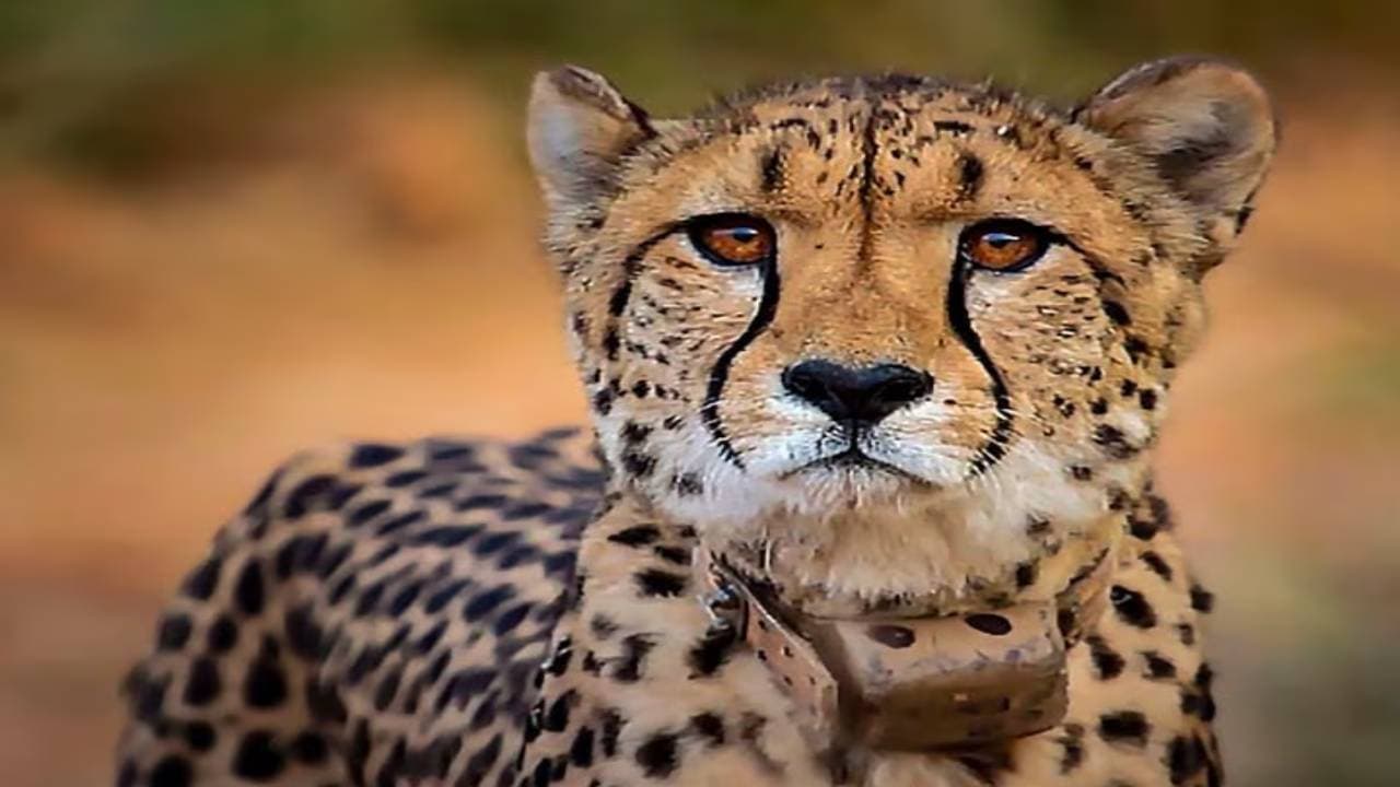 Cheetah: जयपुर के बजाय ग्वालियर लाए जाएंगे नामीबिया से चीते, जानें क्यों बदला फैसला