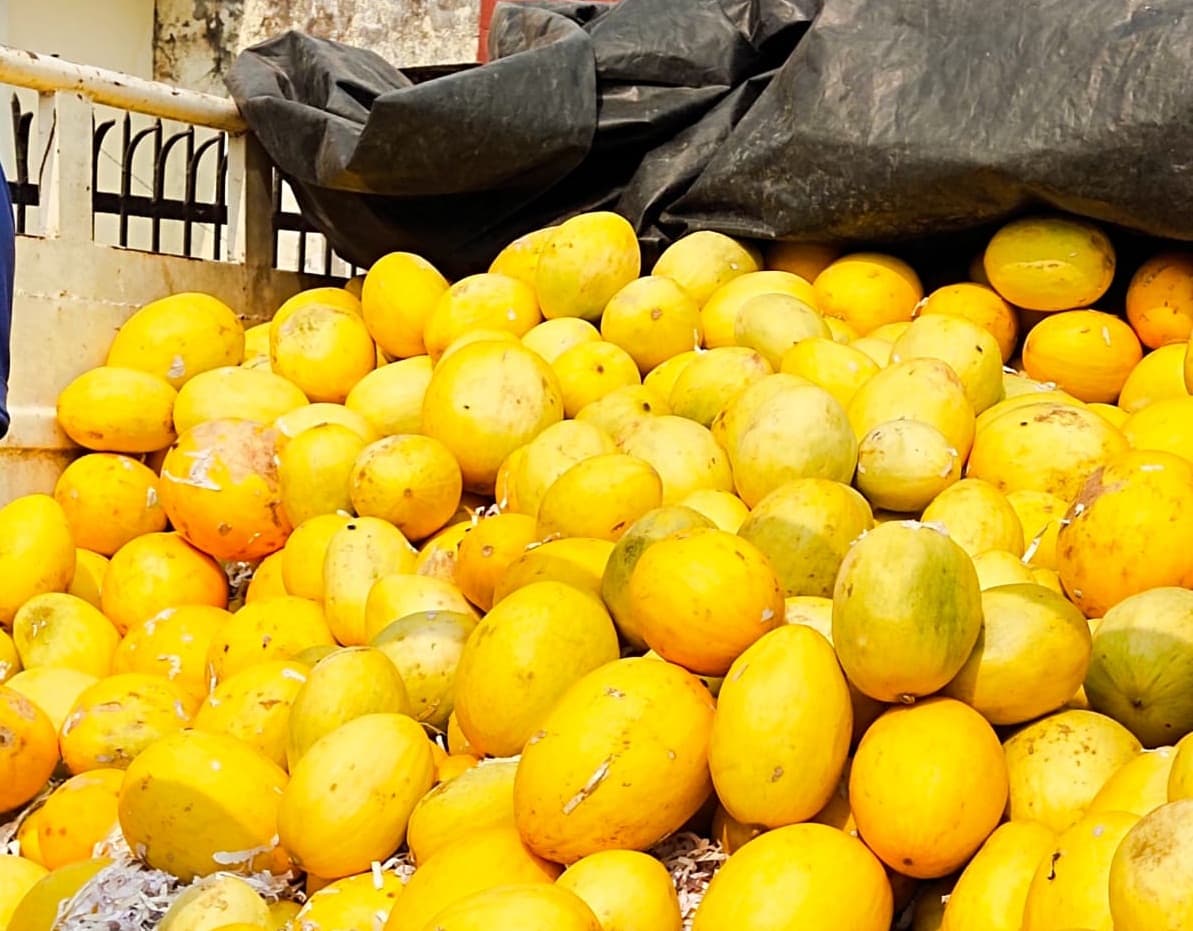 Chhath Puja 2021: छठी मइया को चढ़ने वाले फलों से सजी गोरखपुर मंडी, खास है इन फलों की किस्म