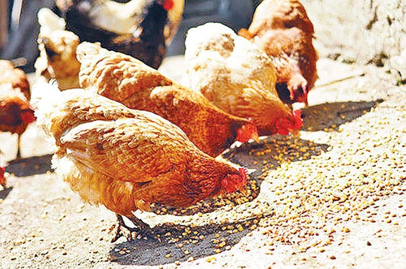 अब 170 से 180 रु किलो बिकने लगा मुर्गा