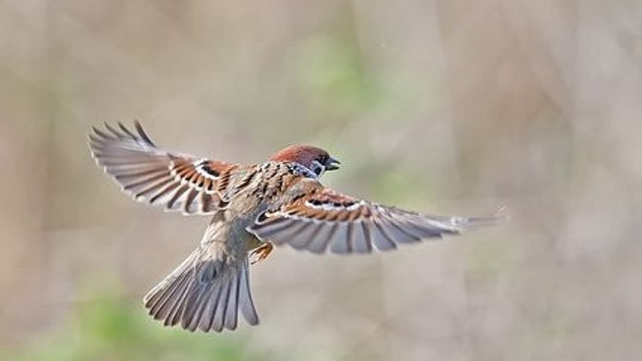 बिहार में दिखी सोनकंठी गौरैया, भीम बांध में डेरा डाले है 700 से अधिक की संख्या में दुर्लभ प्रजाति की पक्षी