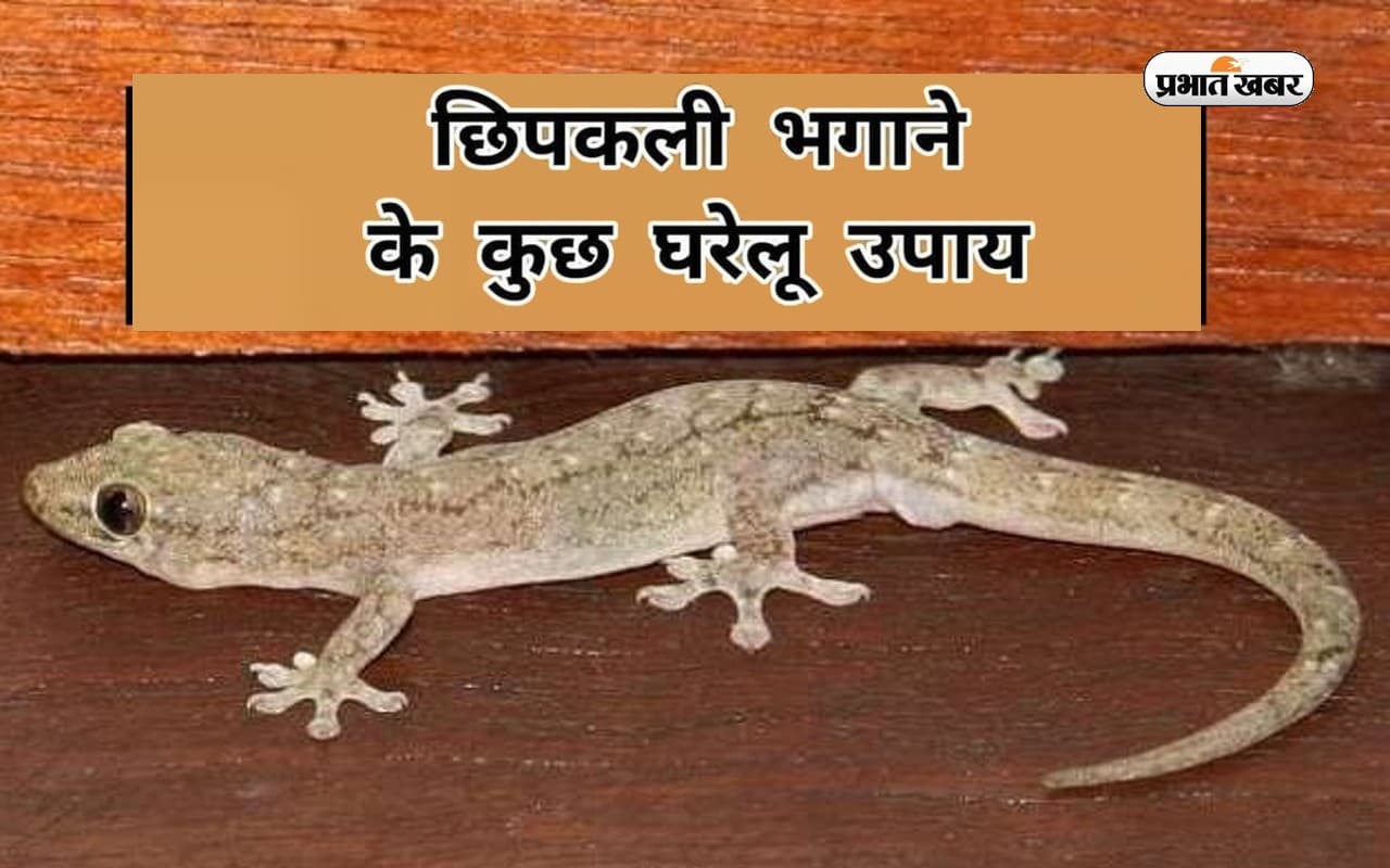 Diwali 2022: दिवाली पर घर की कर रहे हैं सफाई तो ऐसे भगाएं छिपकली, अपनाएं ये उपाय