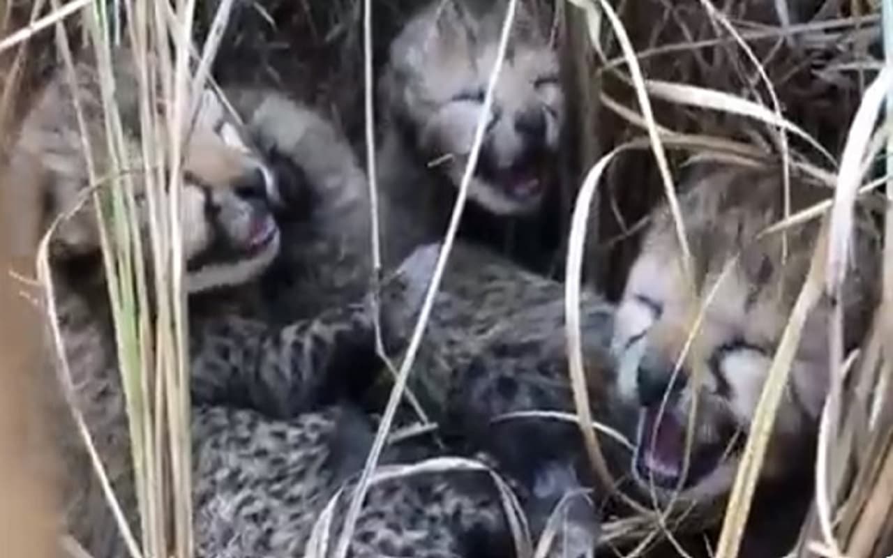 मध्यप्रदेश: खुशखबरी! नामीबिया से आई मादा चीता ने दिया 4 शावकों को जन्म, देखें वीडियो