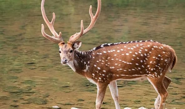 बेतला नेशनल पार्क पलामू में बढ़ी चीतल की संख्या, जानें विशेषज्ञों के अनुसार क्या है इसके बढ़ने की वजह