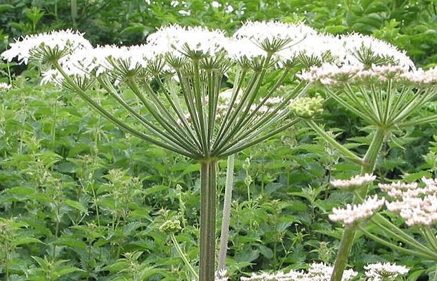 Chorak Benefits: मौसमी बीमारियों से निजात दिलाता है चोरक, जानें औषधीय गुणों से भरपूर पौधे के फायदे