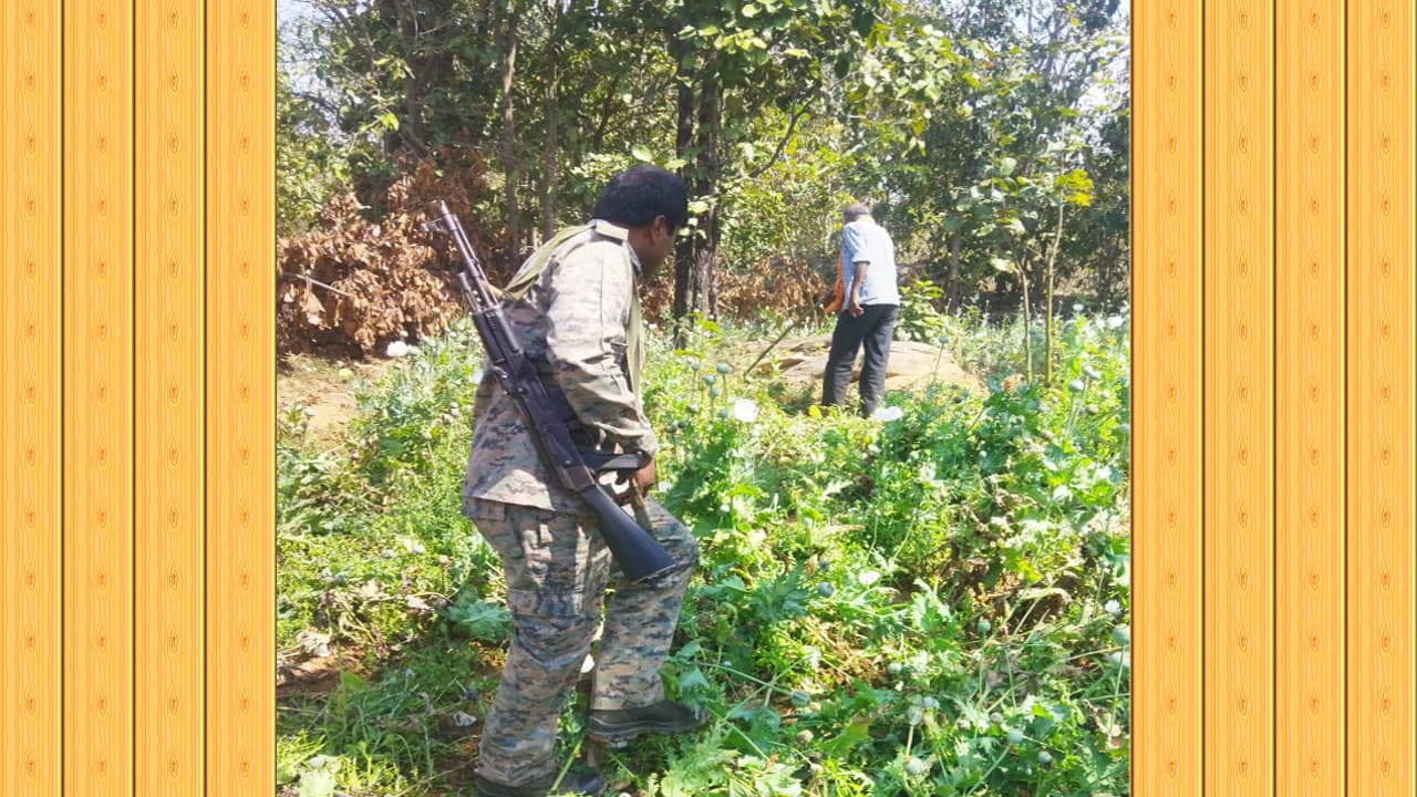 प्रभात खबर इंपैक्ट : हजारीबाग के चौपारण में रेस हुई पुलिस, एक एकड़ जमीन में लगे अफीम की फसल को किया नष्ट