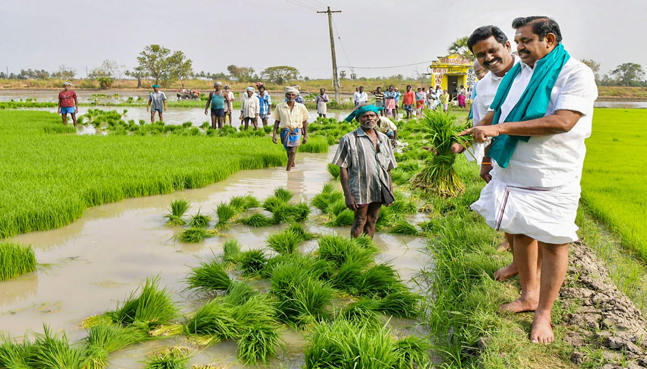 तमिलनाडु के मुख्यमंत्री ने किसानों के साथ की धान रोपाई, देखें तस्वीरों में एक झलक