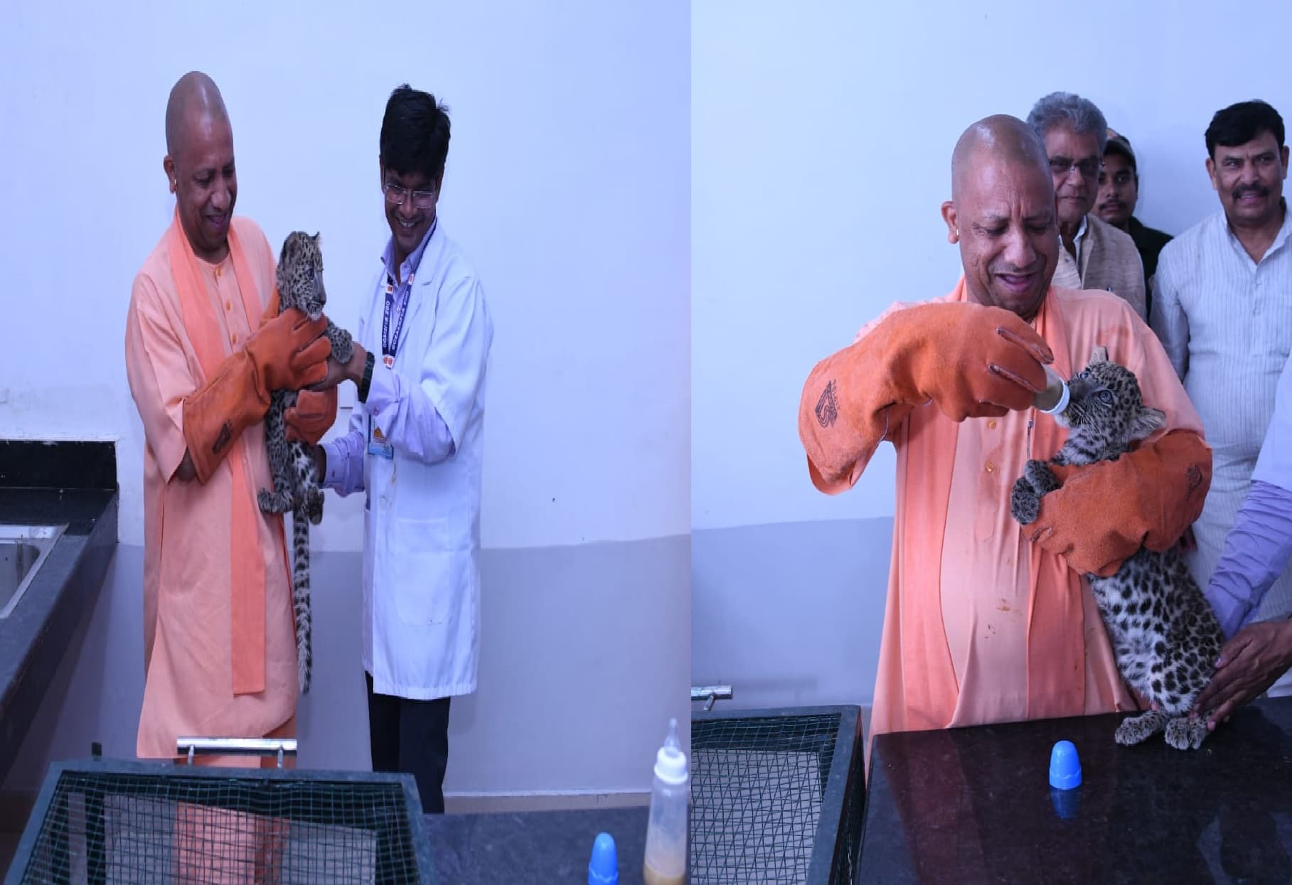 Gorakhpur News: सीएम योगी ने तेंदुए के शावक को हाथों से पिलाया दूध, दोनों बच्चों का रखा ये नाम