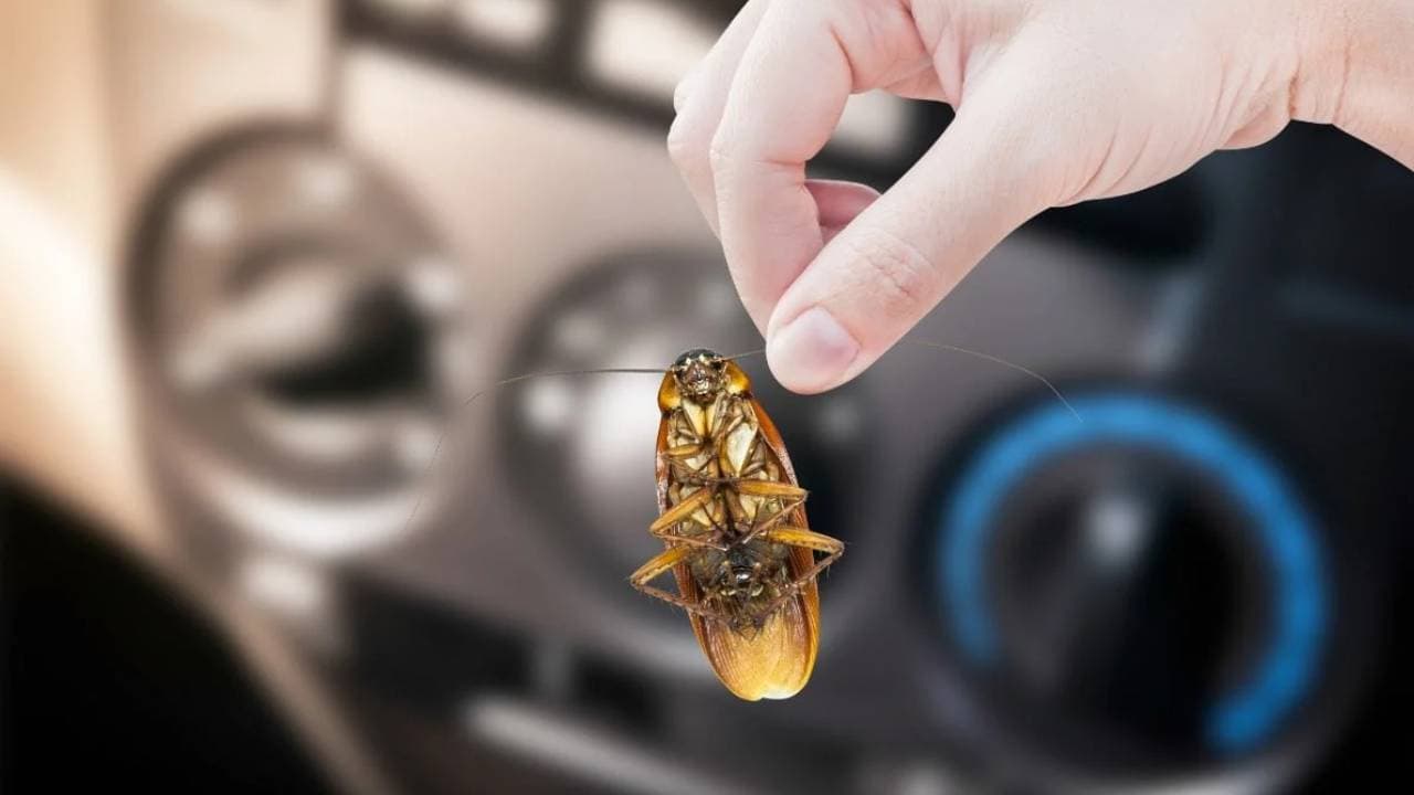 PHOTO : कार में घुस जाता है कॉकरोच तो कैसे दूर होगी समस्या, जानें क्या है उपाय?