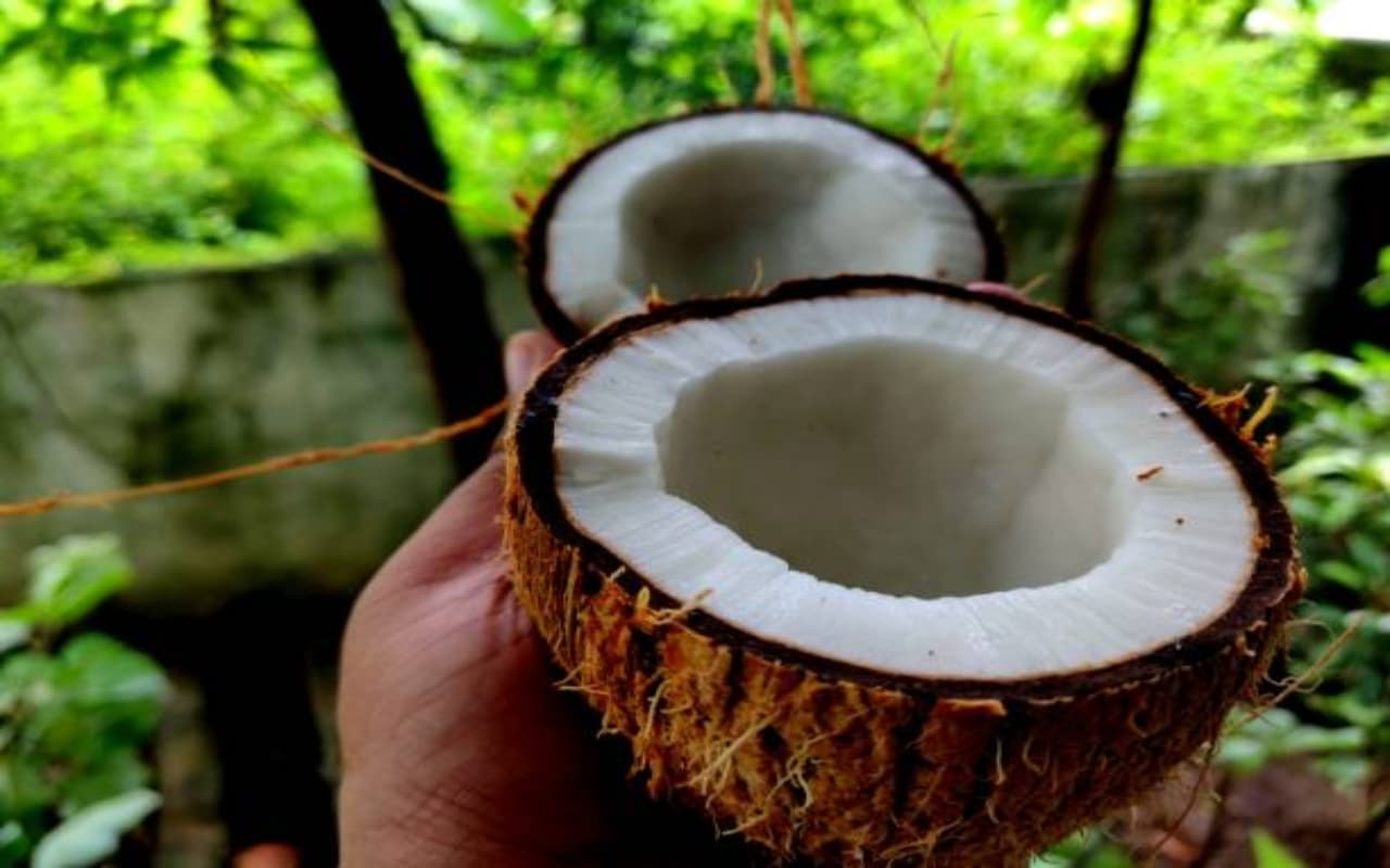 World Coconut Day 2023 :  ब्यूटी बढ़ाने के साथ वेट लॉस तक, नारियल में हैं कमाल के फायदे