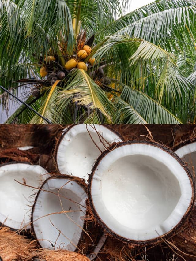 World Coconut Day 2023 : अपनी डाइट में कुछ ऐसे शामिल करें सेहत से भरपूर नारियल