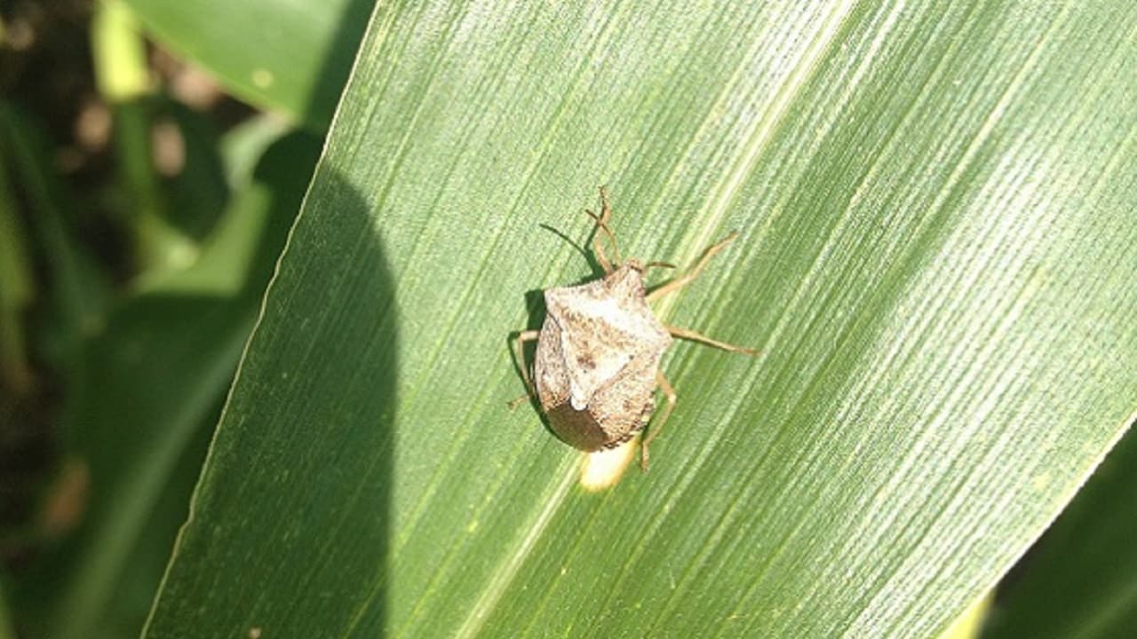 गर्मी बढ़ते ही रबी फसलों में बढ़ी कीड़े लगने की संभावना, बचाने के लिए करें ये उपाय