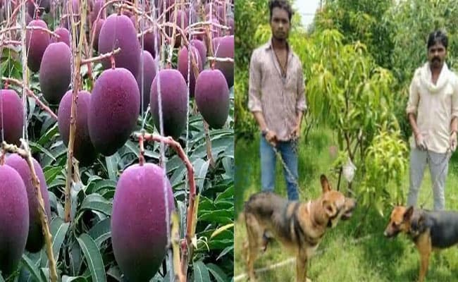दुनिया के सबसे महंगे Miyazaki Mangoes की सुरक्षा के लिए लगाये गए 4 गार्ड और 6 कुत्ते, इसलिए खास है ये फल
