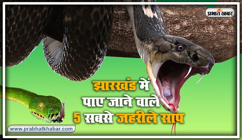 OMG ! ये है झारखंड के 5 सबसे जहरीले सांप, कुछ की दवा नहीं तो कोई Cobra से 7 गुणा खतरनाक
