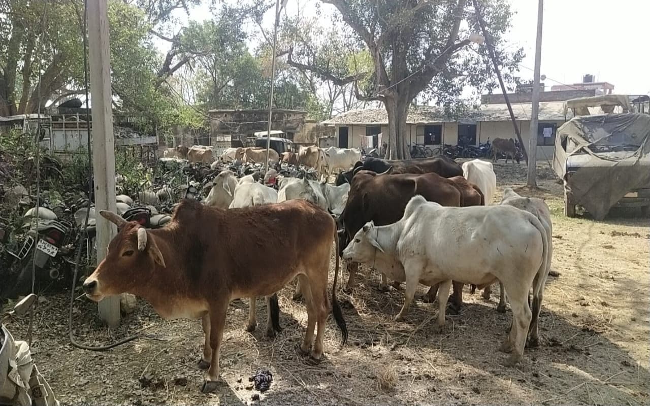 चक्रधरपुर पुलिस ने पशु तस्कर गिरोह का किया भंडाफोड़, 100 से अधिक पशु जब्त