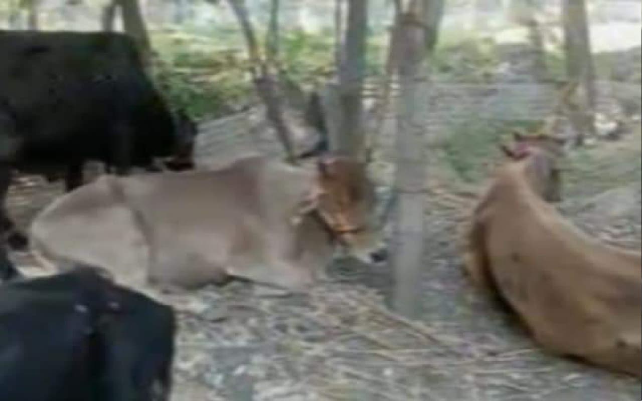 West Bengal News: झारखंड सीमा के पास से बीरभूम पुलिस ने तीन गौ तस्करों को दबोचा, 37 गायें जब्त कीं