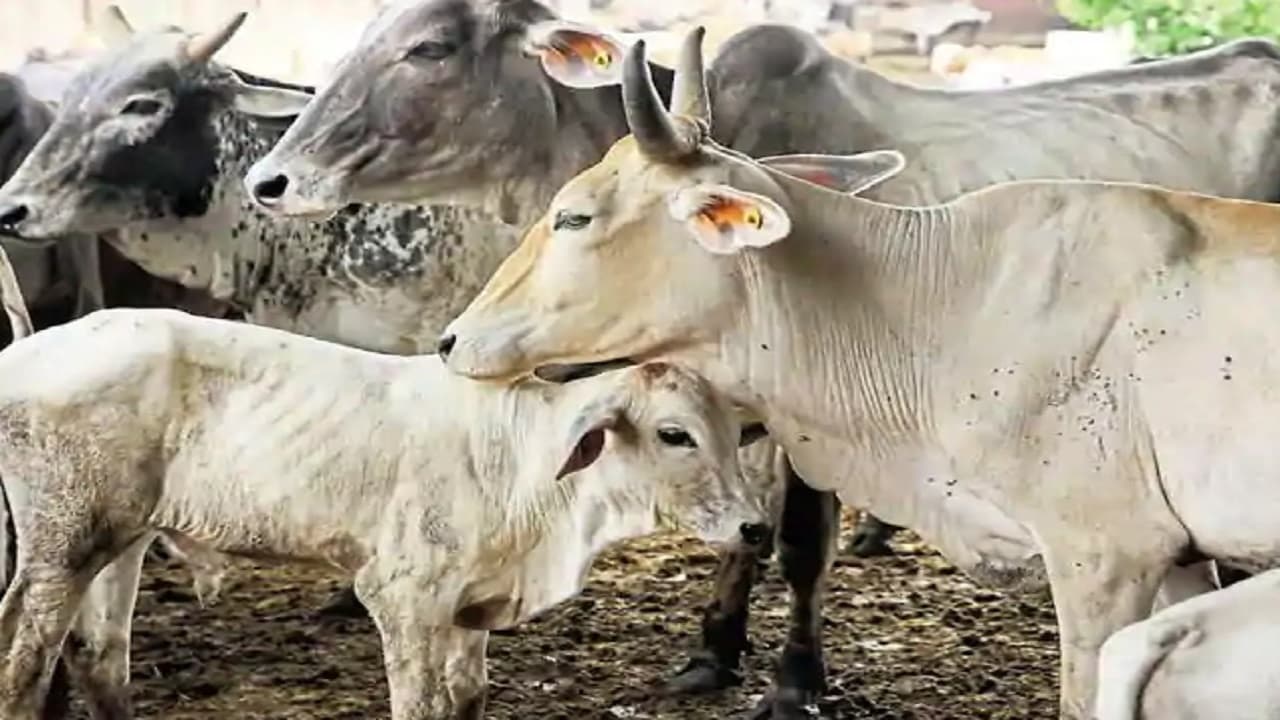 Uttarakhand: उत्तराखंड में गौ तस्करों पर लगेगा गैंगस्टर एक्ट, संपत्ति भी होगी जब्त