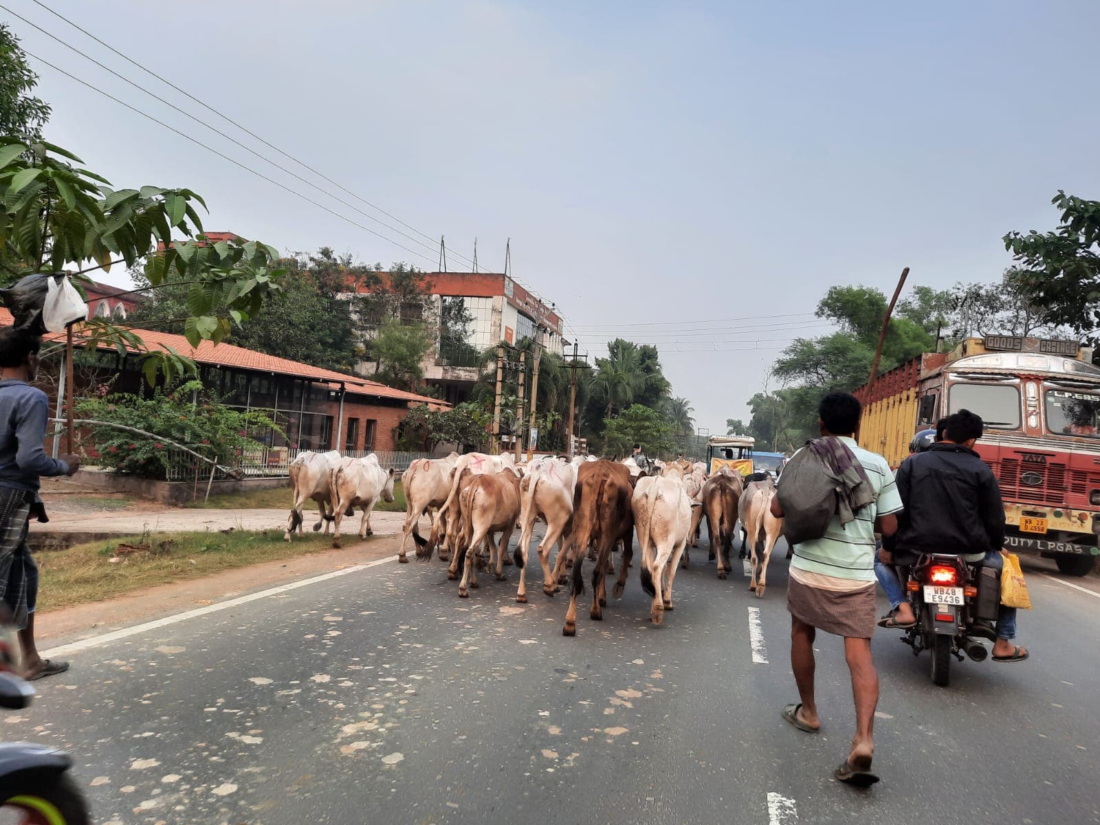 गौ तस्करी का हब है बंगाल का बीरभूम, झारखंड के रास्ते आते हैं मवेशी, ऐसे भेजे जाते हैं बांग्लादेश