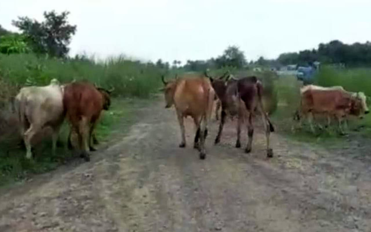 पश्चिम बंगाल में 50 गायों के साथ 9 तस्कर गिरफ्तार, पूर्व बर्दवान जिला पुलिस ने की कार्रवाई