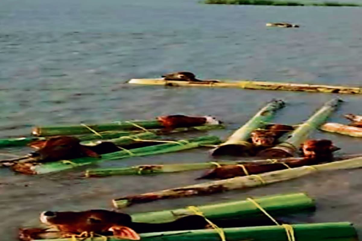 Jharkhand: गो-तस्करों को सहयता करने के एवज में मिलते थे BSF कमांडेंट को रिश्वत, ऐसे देता था काम को अंजाम