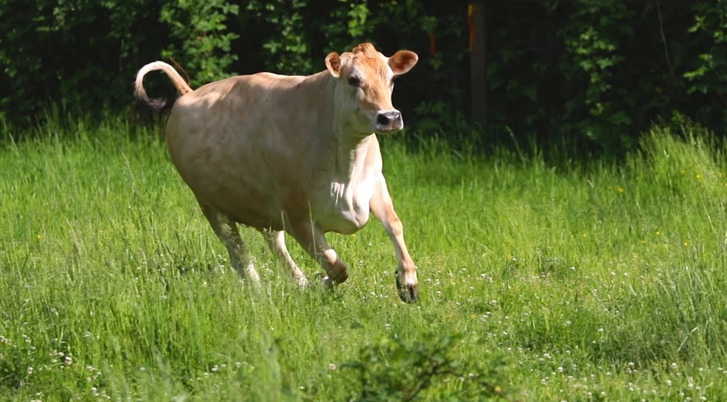 हथिनी के बाद अब गाय को खिलाया ‘विस्फोटक मिश्रित’ भोजन, बजरंग दल ने दी यह चेतावनी